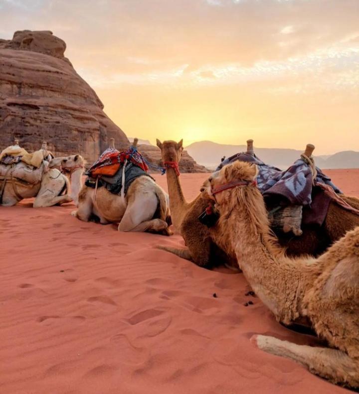 Wadi Rum Nature Exteriör bild