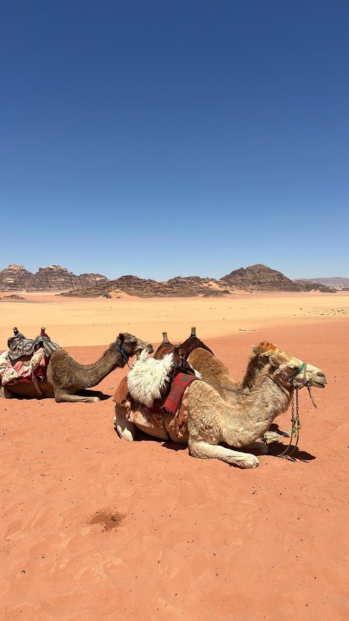 Wadi Rum Nature Exteriör bild